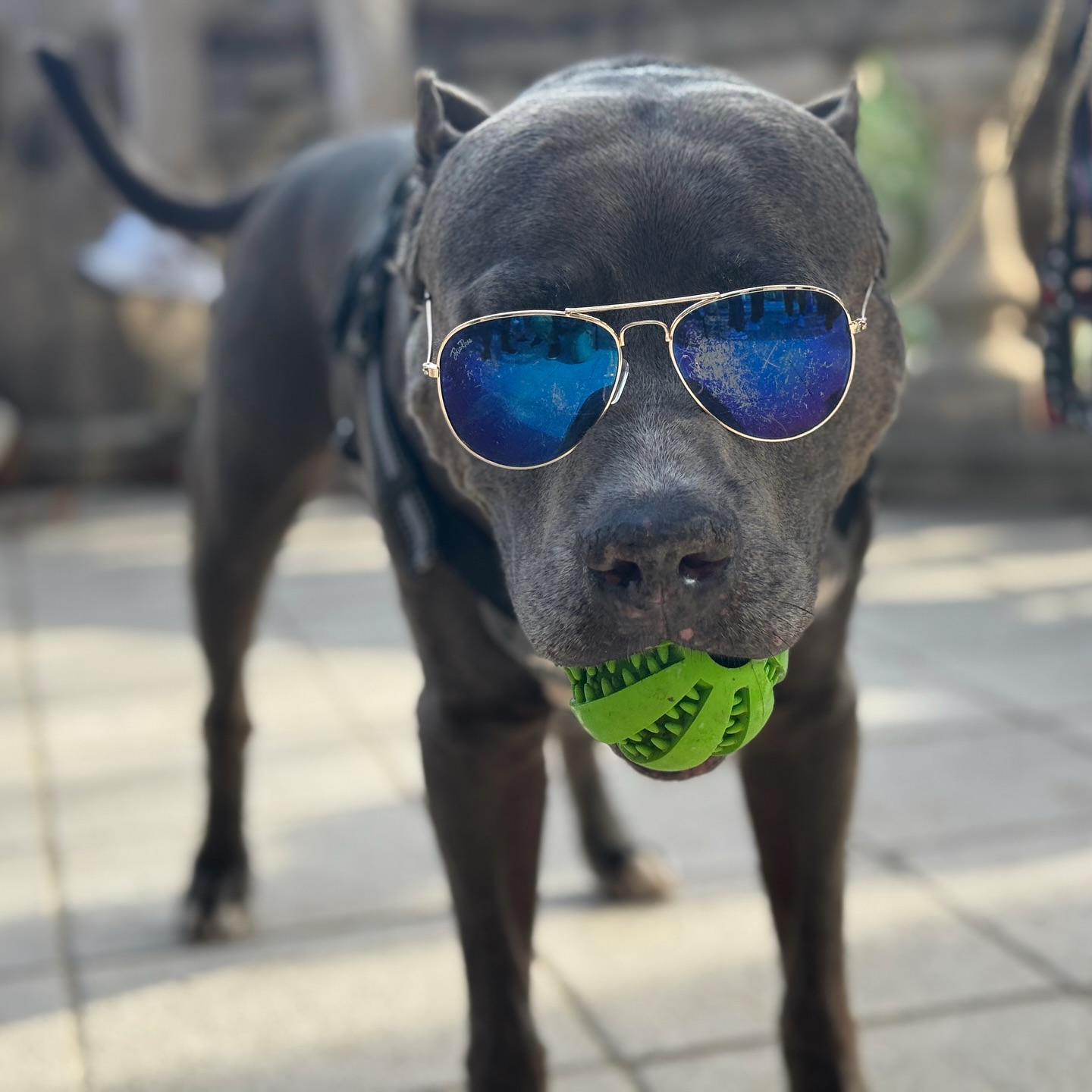 No he podido evitarlo. Ha sido verlo y hacer la foto con el iPhone. Lo que te encuentras paseando por Barcelona.