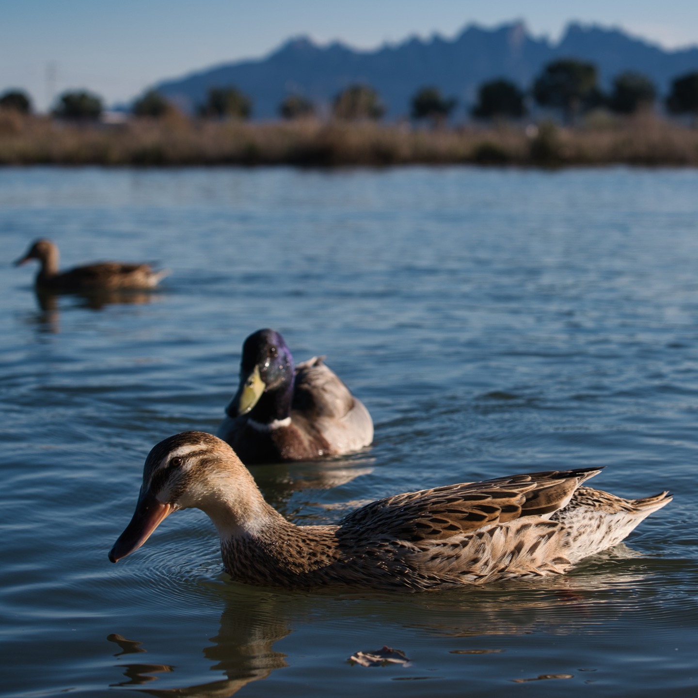 Parc de l´Agulla en Manresa, al atardecer. Realizada con una Sony A7C II y objetivo Sony FE 70-200 f/4 full frame. #parcagullamanresa
@sonyalpha
@sony.espana 
#sonya7cii