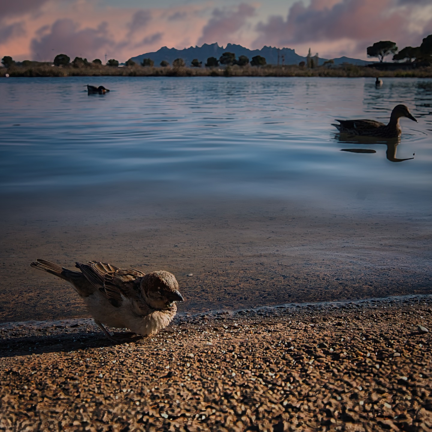 Parc de l´Agulla en Manresa, al atardecer. Realizada con una Sony A7C II y objetivo Sony FE 70-200 f/4 full frame. #parcagullamanresa
#sonya7cii