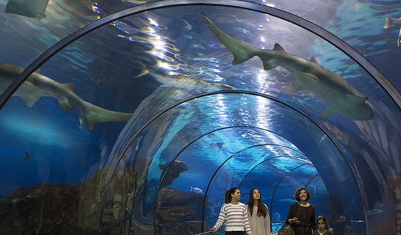 Consejos para hacer fotos en un acuario