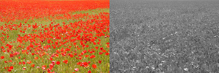 Amapolas Color Blanco Negro Cursos fotografía Barcelona