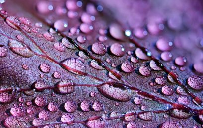 Fotografía macro en detalle